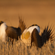 Image for article titled Meet Your Three New National Monuments